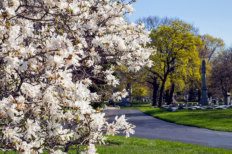 Crab Apple tree road 800